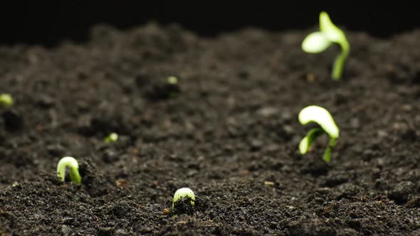 Plant Growing in Timelapse, Sprouts Germination, Green Pumpkin Seeds, Spring and Summer Agriculture alt