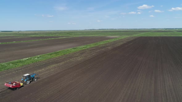 Harvesting Potatoes on the Field alt