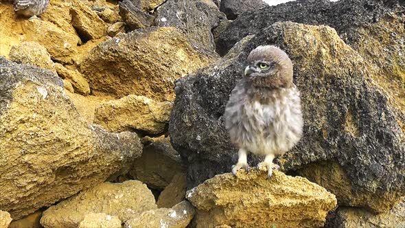 a young little owl near the hole