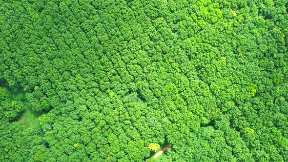 Drone flying over a beautiful rubber trees plantation alt