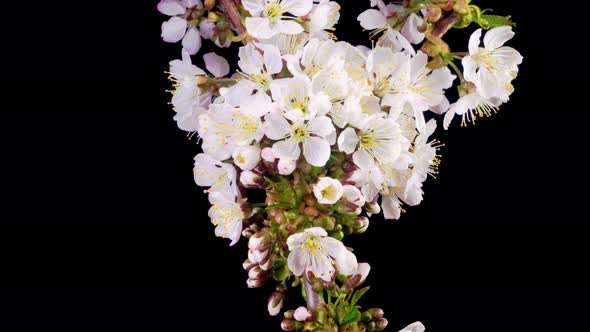 White Flowers Blossoms on the Branches Cherry Tree alt