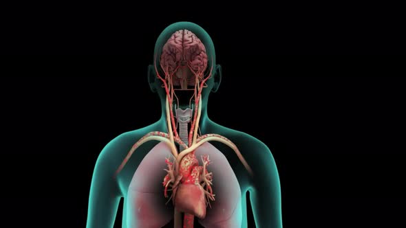 Electrophysiological application method (EPS) alt