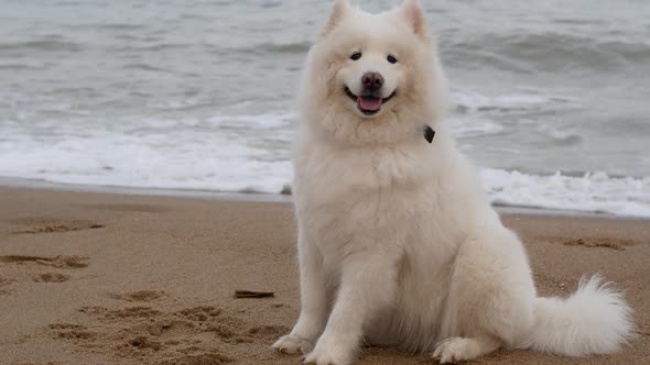 Beautiful white dog stand on the seashore on the golden sand and looks into the distance.