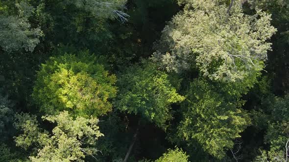 Vertical Video Aerial View of Trees in the Forest alt