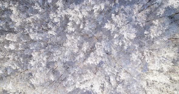 Aerial view of the winter forest