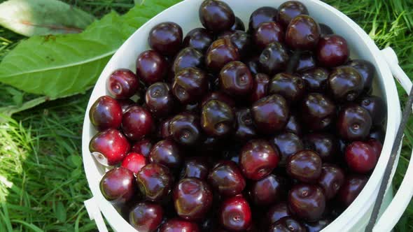 A Bucket of Overripe Large Cherries in the Garden alt