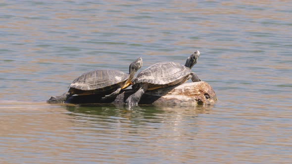 Two Pond Slider Turtles on a Log in a Lake in Arizona alt