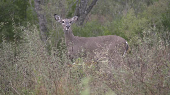 whitetail dear in Texas, USA alt