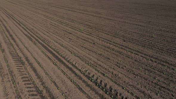 Aerial View Harvester Tracks On The Field alt