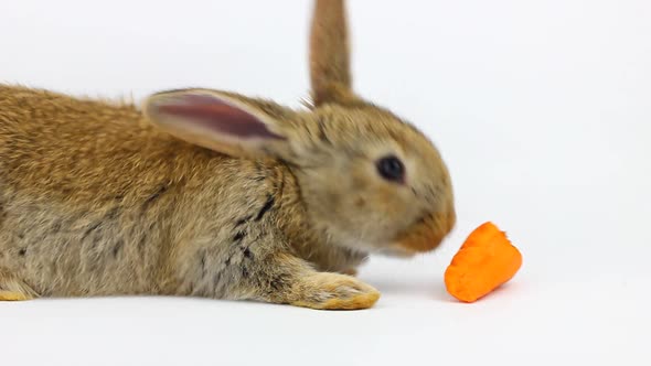 Little Fluffy Cute Brown Rabbit Sits and Eats Orange Fresh Carrots Closeup on a Gray Background alt