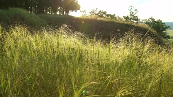 Fields and Forest Landscape From Hill During Sunset.