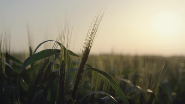 Sunset Beautiful Wheat Field alt