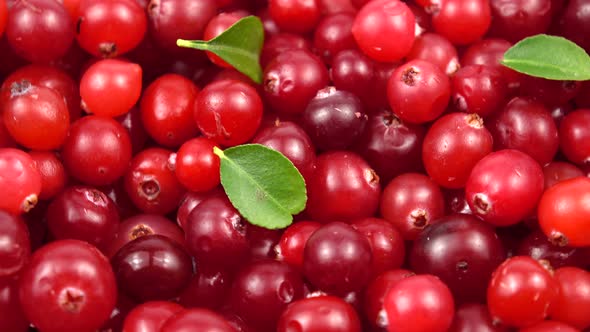 Harvest of the ripe cranberries, background