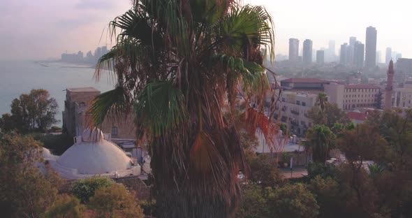 Revealing Tel Aviv City Behind a Palm Tree