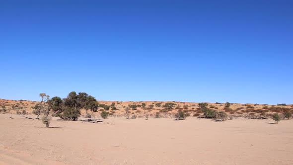 POV: driving past sparse acacia trees in the arid Kalahari Desert alt