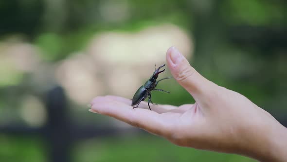 Stag Beetle in Hand alt