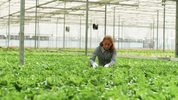 Female Agronomist Inspecting a Culture of Green Salad alt