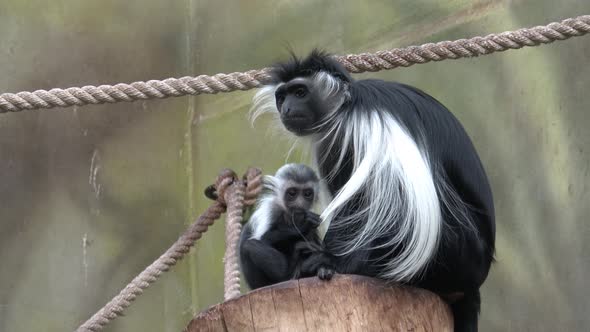 Colobus monkey (Colobus angolensis) mother with baby