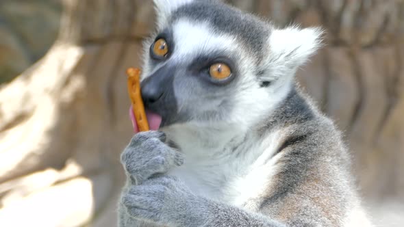 Lemur's Muzzle