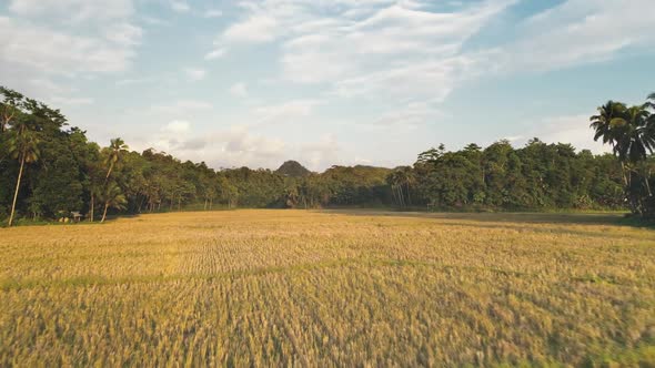Aerial Yellow Rice Field Tropical Jungle Forest and Blue Cloudy Sky alt