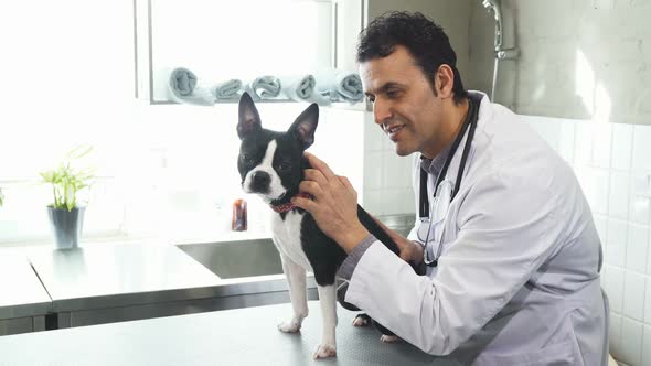 Professional Vet Smiling To the Camera Petting Boston Terrier Puppy alt