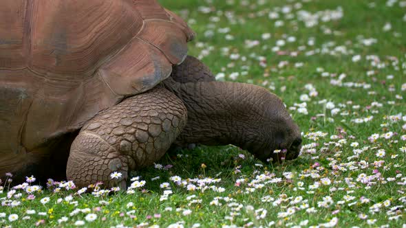 Aldabra Giant Tortoise with Great Shell Crawling and Eating Chamomile Wildflowers in a Meadow alt