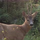 Roe Deer - VideoHive Item for Sale