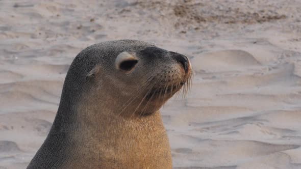 close up of a young sea-lion  on a beach alt