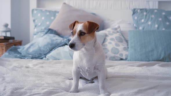 Cute Adorable Domestic Dog Jack Russell Sitting on a Clean Bed in a Beautiful Modern Bedroom at Home alt