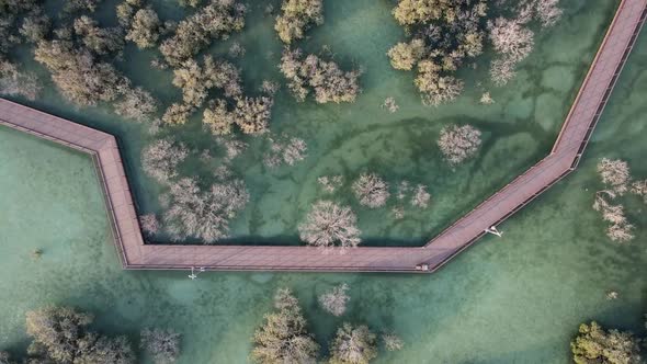 Mangroves in Abu Dhabi Unique Ecosystem Along the Coastline alt