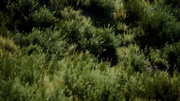 Beach Dunes with Long Grass alt