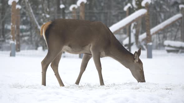 Female deer seen on a winter day alt