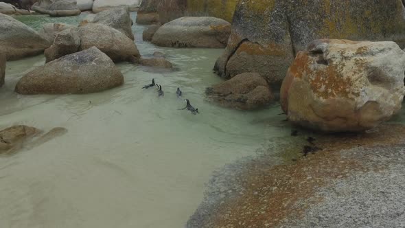 penguins swim in clear shallow water alt