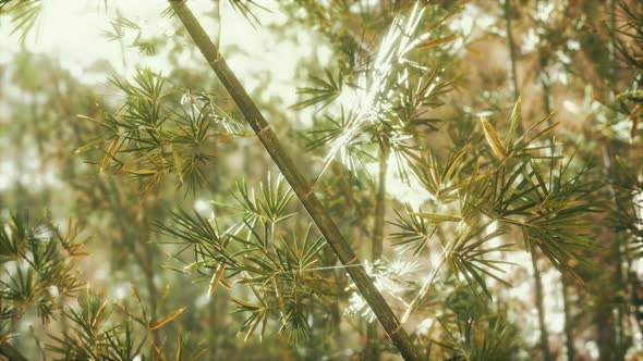 Green Bamboo Forest in Fog alt