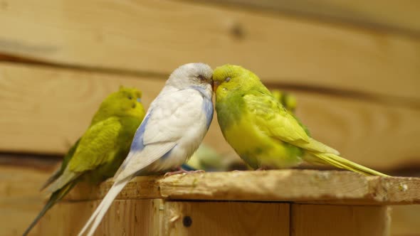 White and Green Wavy Parrots Sleep Leaning Their Heads Against Each Other