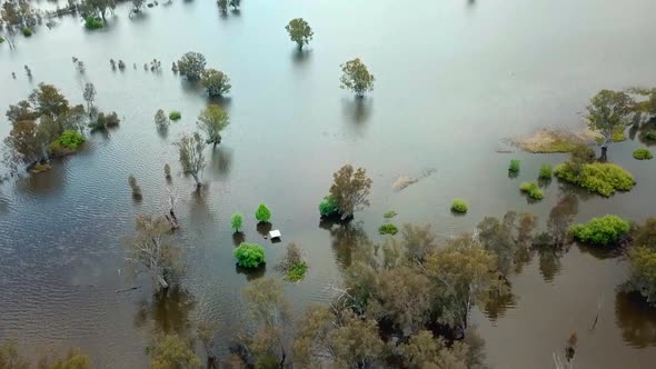 Panning up aerial view of inundated trees in the Mitta Mitta River as it enters Lake Hume, in north- alt