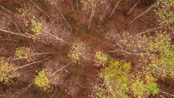 Autumn Birch Forest, Aerial View
