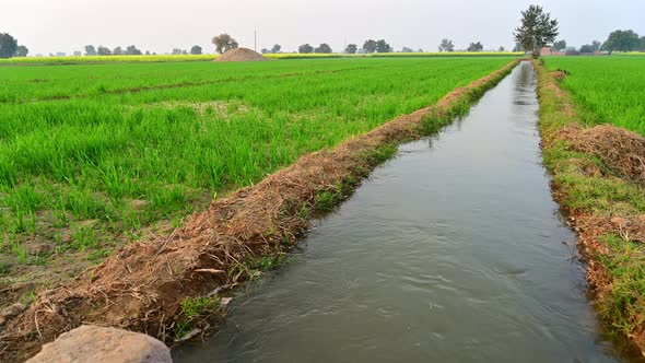 Water Flows Through Irrigation Canals In A Wheat Field