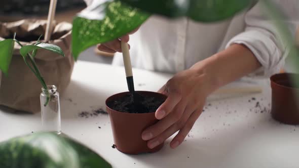 Woman Is Planting Plant. Girl Gardener Transplants Plant. Young Woman Transplanting Houseplant alt