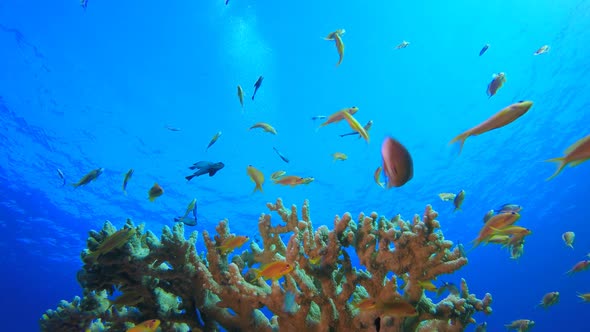 Sea Blue Water Waves Tropical Fish alt