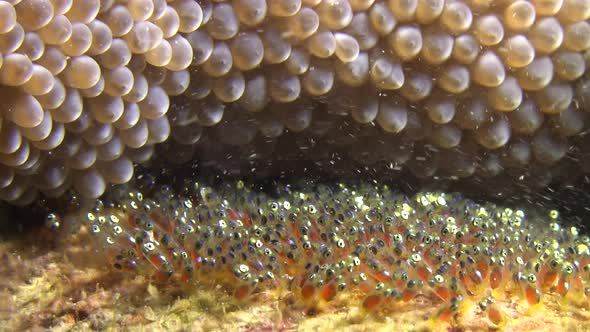 Anemone fish eggs close up. A close up shot of anemone fish eggs on any flat surface close to their alt