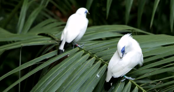 Bali myna   alt