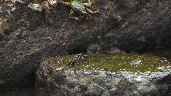 Crabs on the Rock at the Beach alt