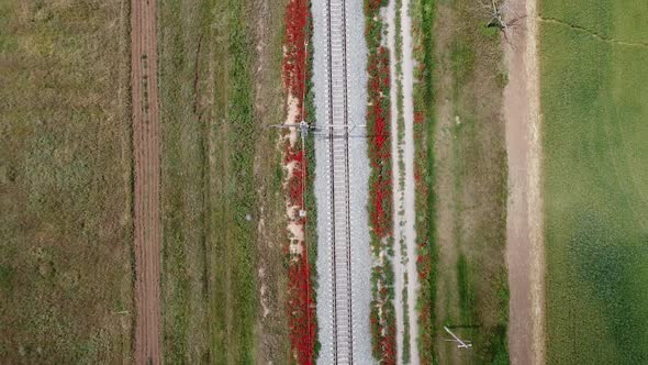 Drone footage of railroad with red flowers from top view