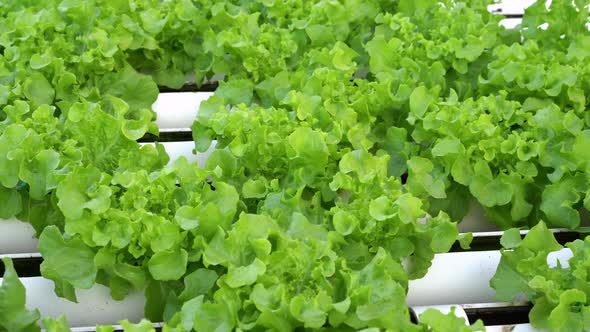 panning shot of Green Oak hydroponics vegetable farming