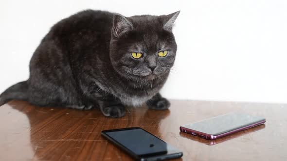 Adult Cat Sits on a Table Near Smartphones