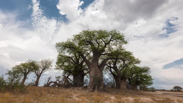 White Clouds Rolling Over The Baines Baobabs In Nxai Pan At Makgadikgadi Pan, Botswana.  - timelapse alt