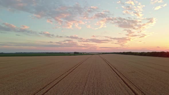 Sunset On A Rye Field With Golden Ears And A Dramatic Cloud Sky