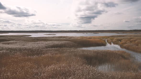 Lake with reeds in Latvia in autumn alt