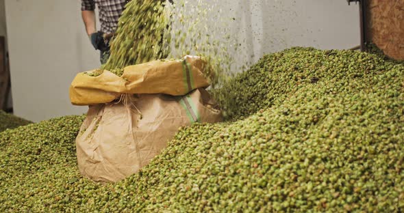 A Farm Worker Pushes Dried Hops Into a Hopper in a Warehouse alt